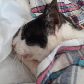 Bornova Belediyesi Basarisiz Ameliyat Ve Kotu Muamele