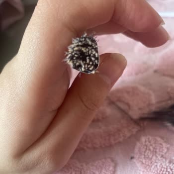 Nascita - Doğuş Kozmetik Nascita Pro Fırçaların Su Görünce Bozulması