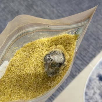 Bim Saban Bulgur Küf Mantarı