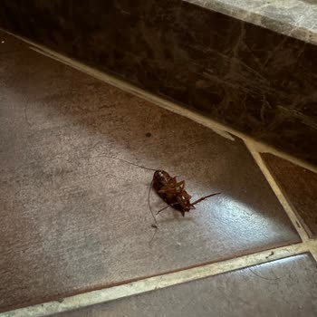 Anadol Hotel Girne Böcek Problemi