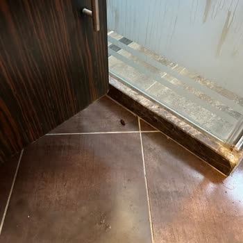 Anadol Hotel Girne Böcek Problemi