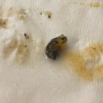 Diyarbakır Ocakbaşı Palace (Samsun Atakum) Salatada Salyangoz