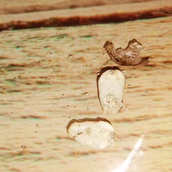 Çerezya Ürün Şikayet Kurtlu Çıktı