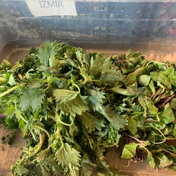 İpek Hanım Çiftliği Pörsümüş Yeşillikler