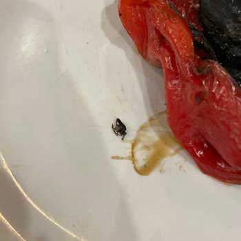 Ataşehir Sembol Ocakbaşı Fahiş Fiyat Kötü Hizmet