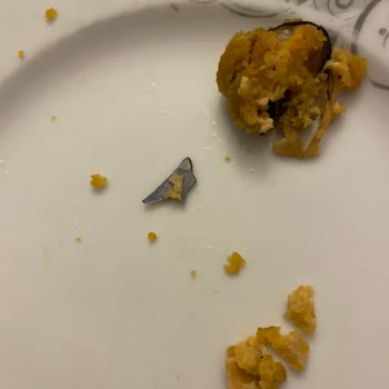 Balık Dünyası Midyeden Kabuk Çıktı