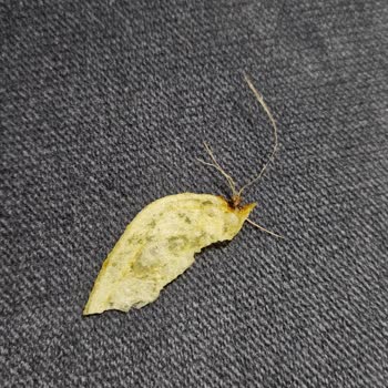 My Favorite Lay's Chips Had a Strange Object