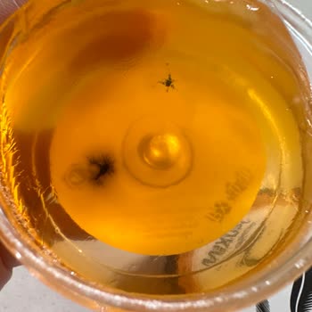 Gratis Mixup Kaş Şekillendirici Küflü Çıktı