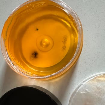 Gratis Mixup Kaş Şekillendirici Küflü Çıktı