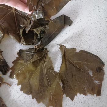 Alatat Salamura Özensiz Paket Kart Yırtık Damarlı Salamura Yaprak