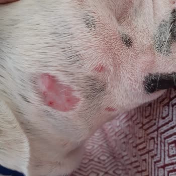 Pelagos Akvaryum Felicia Mama Alerji Yapıyor