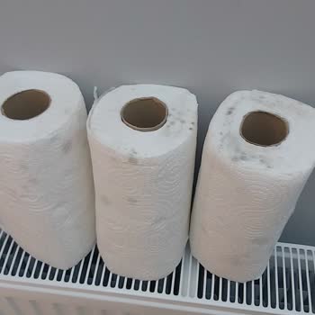 Papia Kağit Havlu Küflendi