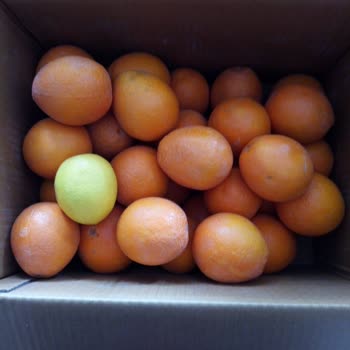 Yesillimon.com Farklı Portakal Gönderiyorlar