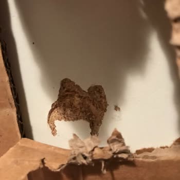 Aras Kargo Sütlüce Şubesi Pişmanlıktır