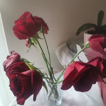 Çiçek Marketi-kardelen Flowers Haksız Kazanç