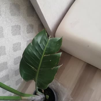 DASK (Doğal Afet Sigortaları Kurumu) Teminat Bedelini Yükseltmiyor