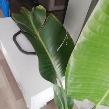 DASK (Doğal Afet Sigortaları Kurumu) Teminat Bedelini Yükseltmiyor