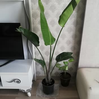 DASK (Doğal Afet Sigortaları Kurumu) Teminat Bedelini Yükseltmiyor