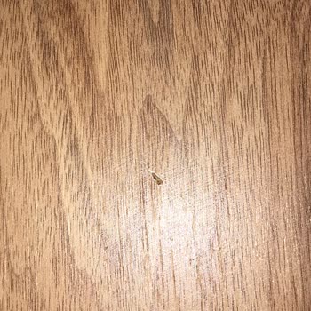 Kaktüs Avm Masa Üstü Çizik