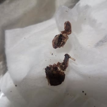 Tadım Gıda Böcekli Çekirdek Paketi