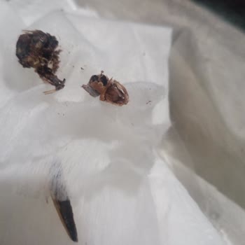 Tadım Gıda Böcekli Çekirdek Paketi