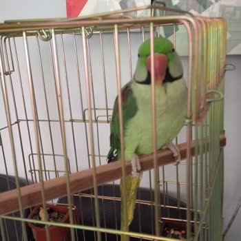 Evcil Market Burada Yanlış Bilgi Verildi