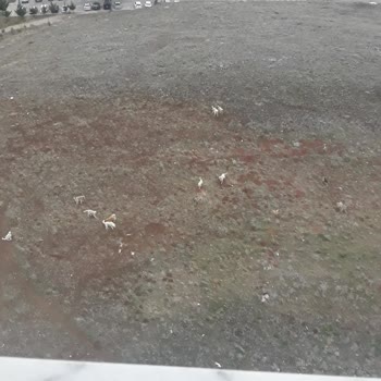 TOKİ Başıboş Köpekler