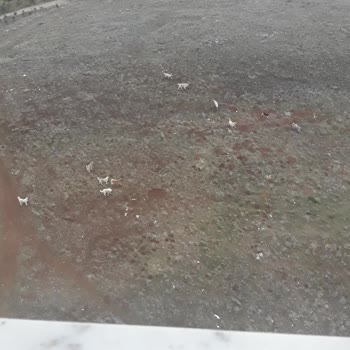 TOKİ Başıboş Köpekler