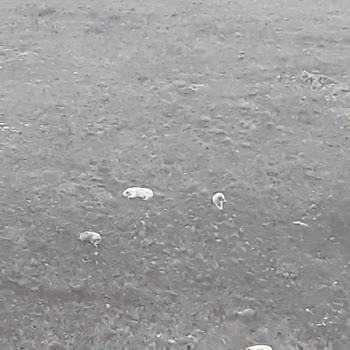 TOKİ Başıboş Köpekler