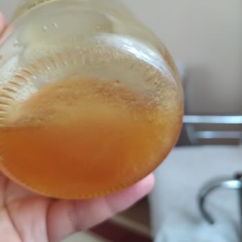 Altunbilekler Binboğa Bal Şekerlenme Yapıyor