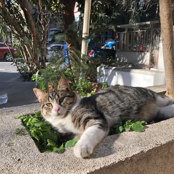 Beşiktaş Belediyesi Veterinerliğinin İhmalkarlığı