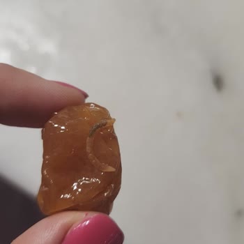 Makbul Kuruyemiş Makbul Kurutulmuş Erik Kurtlu Çıktı.