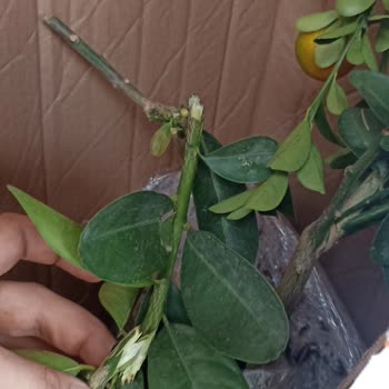 Trendfidan.com Ürününün Arkasında Durmuyor