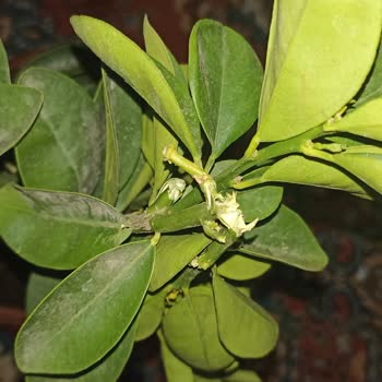 Trendfidan.com Ürününün Arkasında Durmuyor