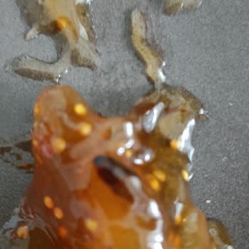 Burcu Gıda Kuru İncir Reçeli Böcek Çıkması