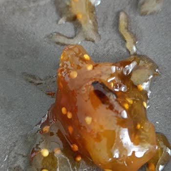 Burcu Gıda Kuru İncir Reçeli Böcek Çıkması