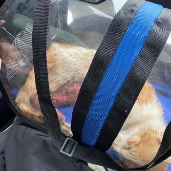 Florya Doğa Veteriner Kliniğinin İşini Düzgün Yapamaması Hakkında