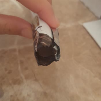 Biscolata Olduğundan Küçük Çıkıyor 1 Tanesi