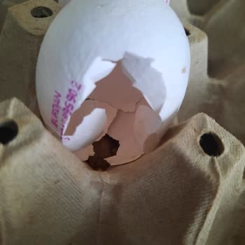 Burdan Süt Ve Süt Ürünleri Yumurtanın İçi Boş