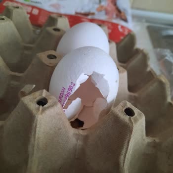 Burdan Süt Ve Süt Ürünleri Yumurtanın İçi Boş