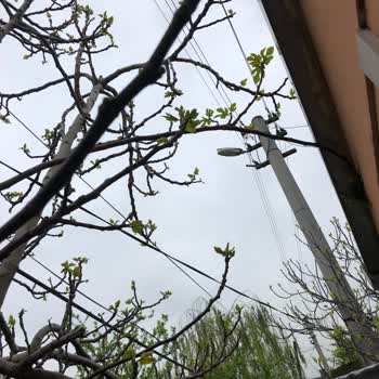 Uludağ Elektrik Dağıtım Evimin Bahçesinde Elektrik Direği Var!