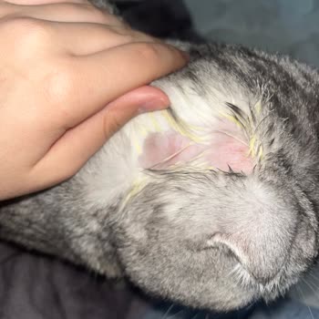 Greenvet Pet Market Teknikeri Kedime Zarar Verdi