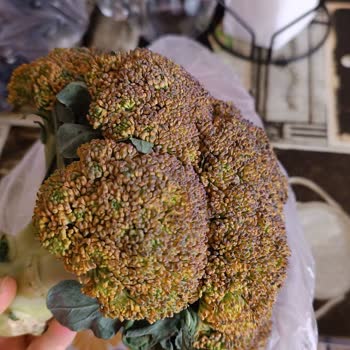 Getir Gıda Ürünü Bozuk