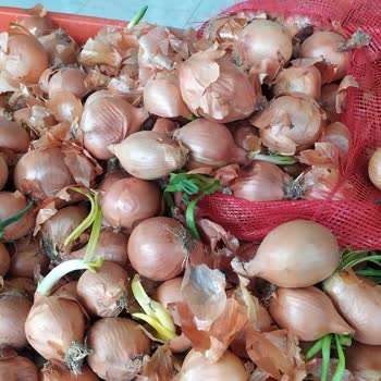 Tarım Kredi Kooperatif Market Yeşillenmiş Patates Soğan Satıyor