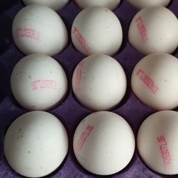 Lütfü Yüksel Küflü Çıkan Yumurta!