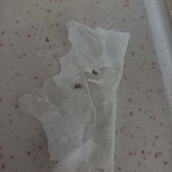 Kral Gıda Kral Güllaç Böcek