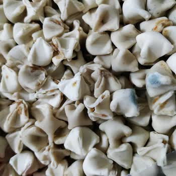 Küflenmiş Anacım Mantı