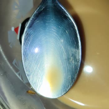 Cafe Crownun İçerisinden Kurt Çıktı