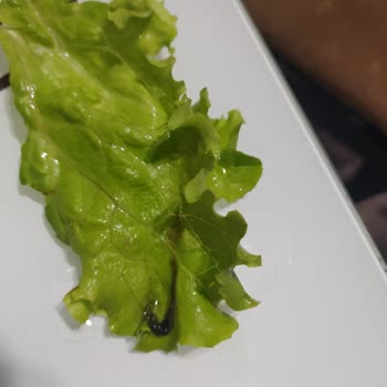 Kral Çiğ Köfte Sivas Kral Çiğköfte De Hijyen Sıfır😡