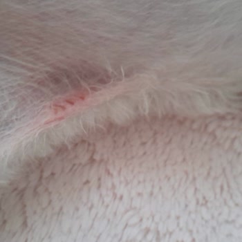 Pati Pet Kuaför&nbsp; Hayvanımın Etini Kesti